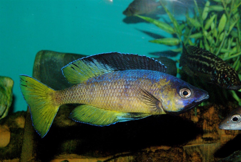 Cyprichromis sp. 'brilliant jumbo' (Speckleback Moba)